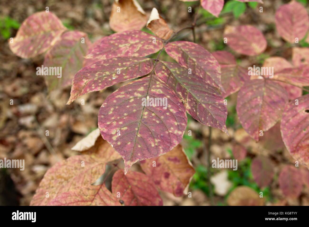 Der Wald im Herbst und einige andere Dinge, die ich auf dem Schuß gefangen. Stockfoto