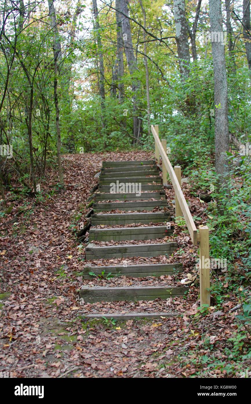 Der Wald im Herbst und einige andere Dinge, die ich auf dem Schuß gefangen. Stockfoto