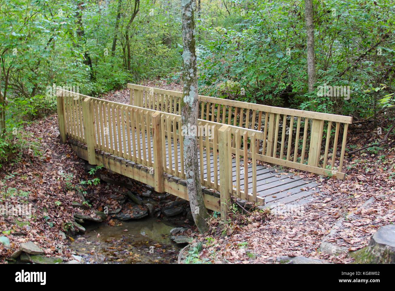 Der Wald im Herbst und einige andere Dinge, die ich auf dem Schuß gefangen. Stockfoto