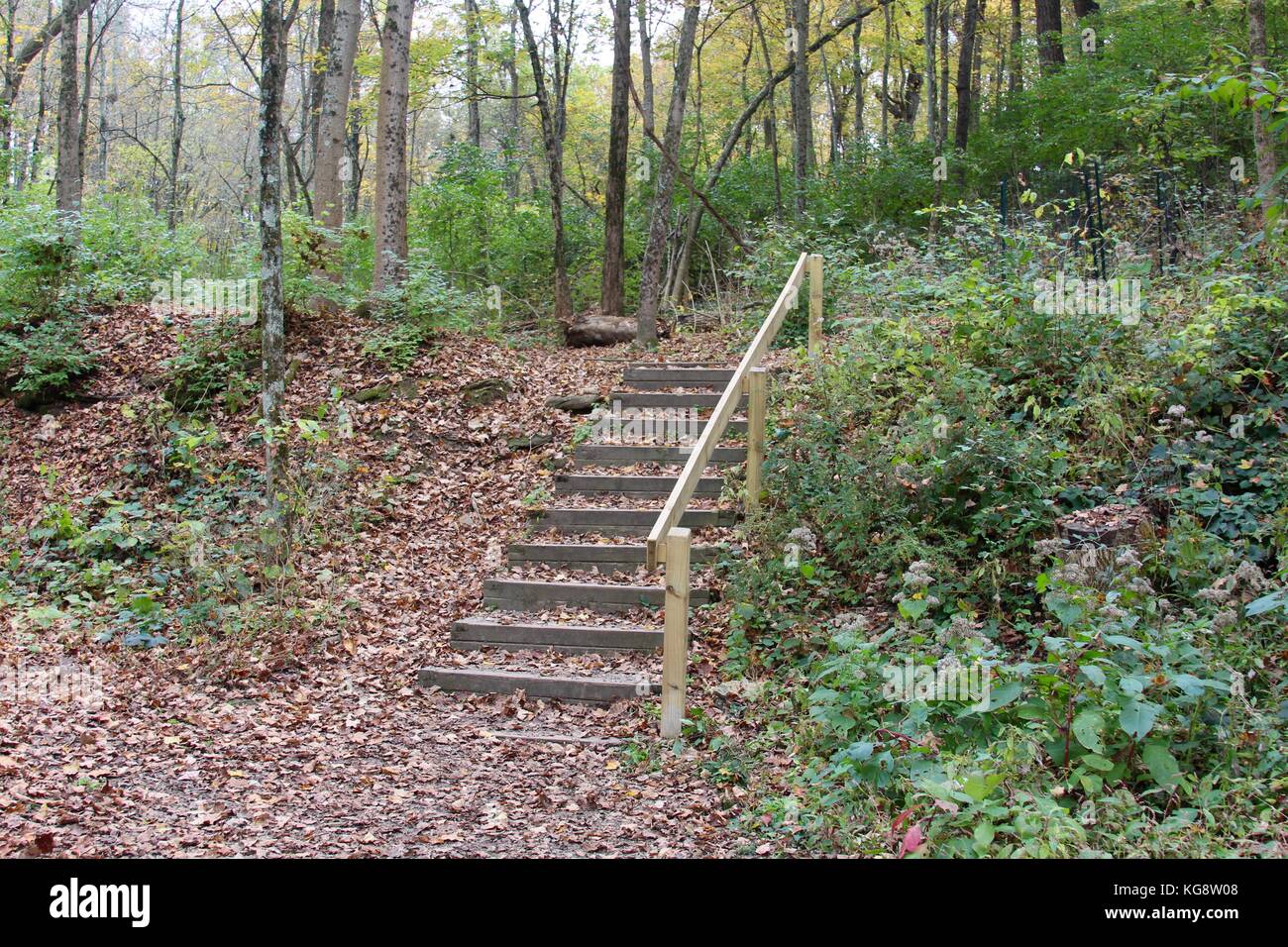 Der Wald im Herbst und einige andere Dinge, die ich auf dem Schuß gefangen. Stockfoto