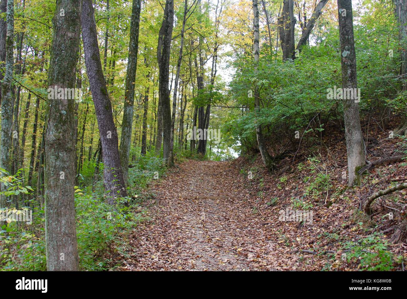 Der Wald im Herbst und einige andere Dinge, die ich auf dem Schuß gefangen. Stockfoto