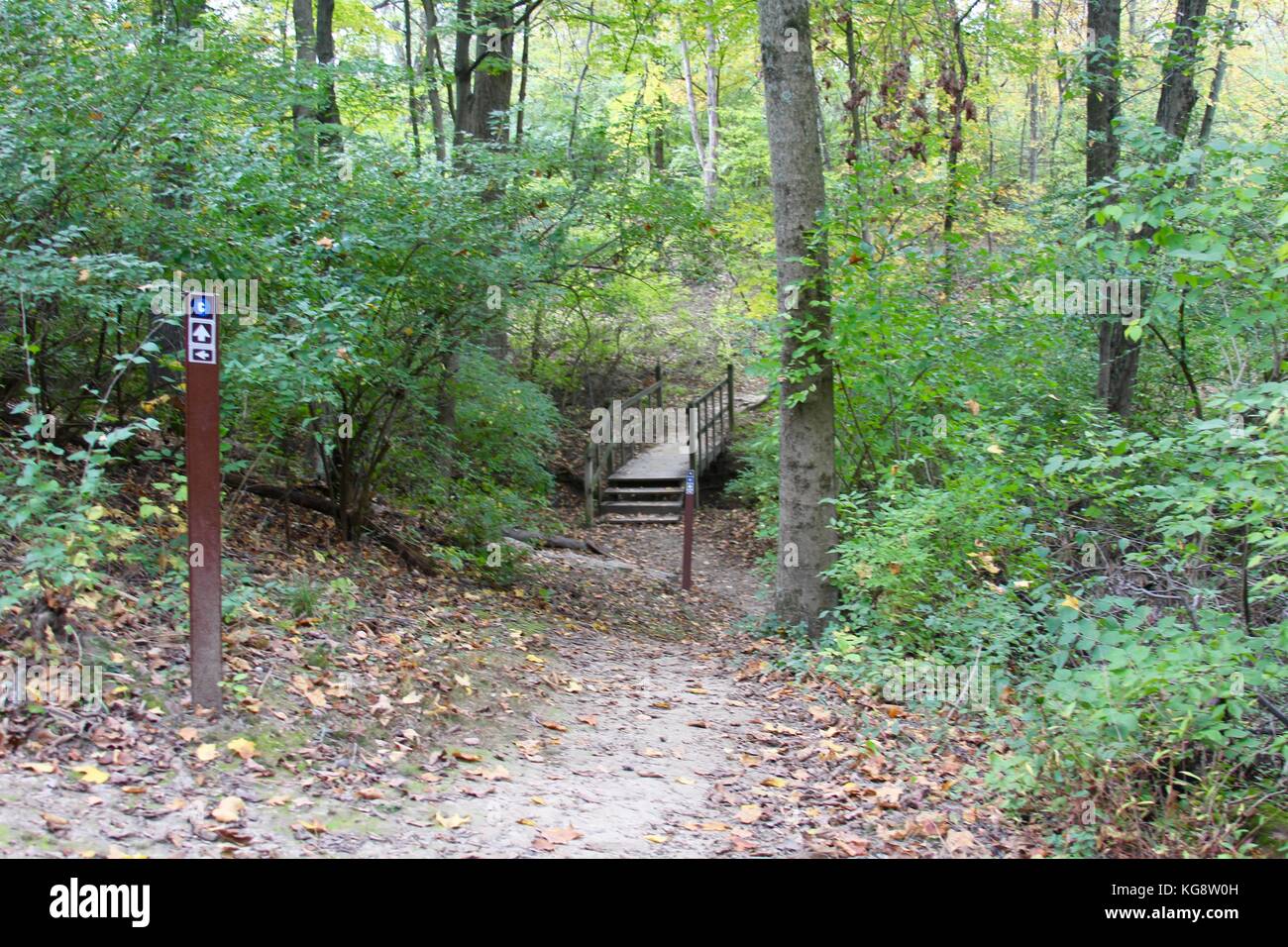Der Wald im Herbst und einige andere Dinge, die ich auf dem Schuß gefangen. Stockfoto