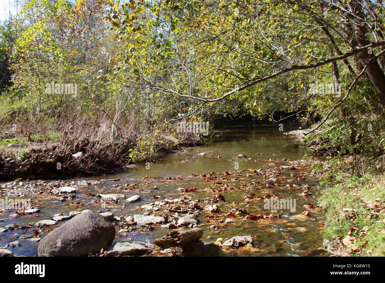 Der Wald im Herbst und einige andere Dinge, die ich auf dem Schuß gefangen. Stockfoto