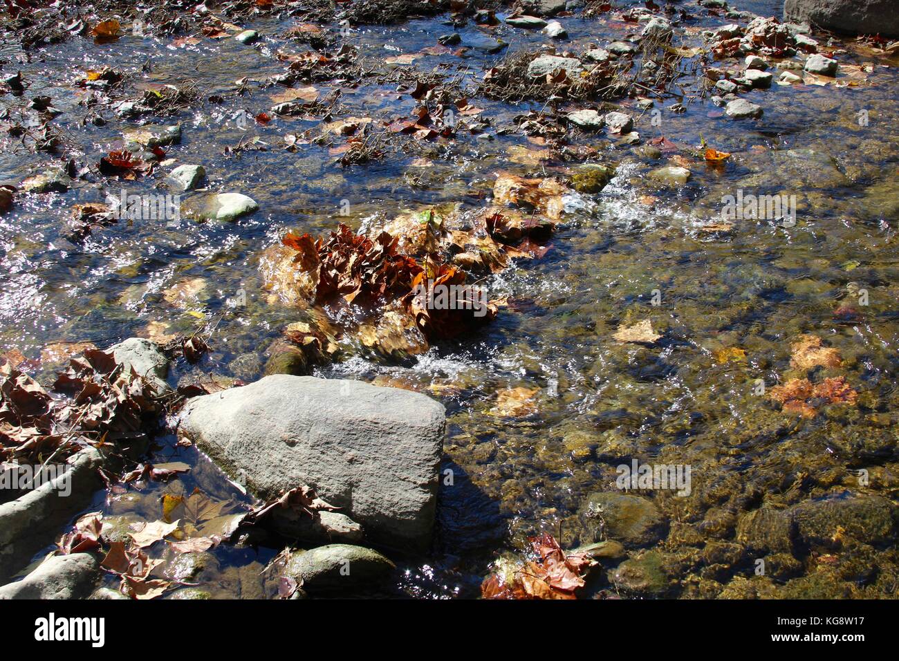 Der Wald im Herbst und einige andere Dinge, die ich auf dem Schuß gefangen. Stockfoto