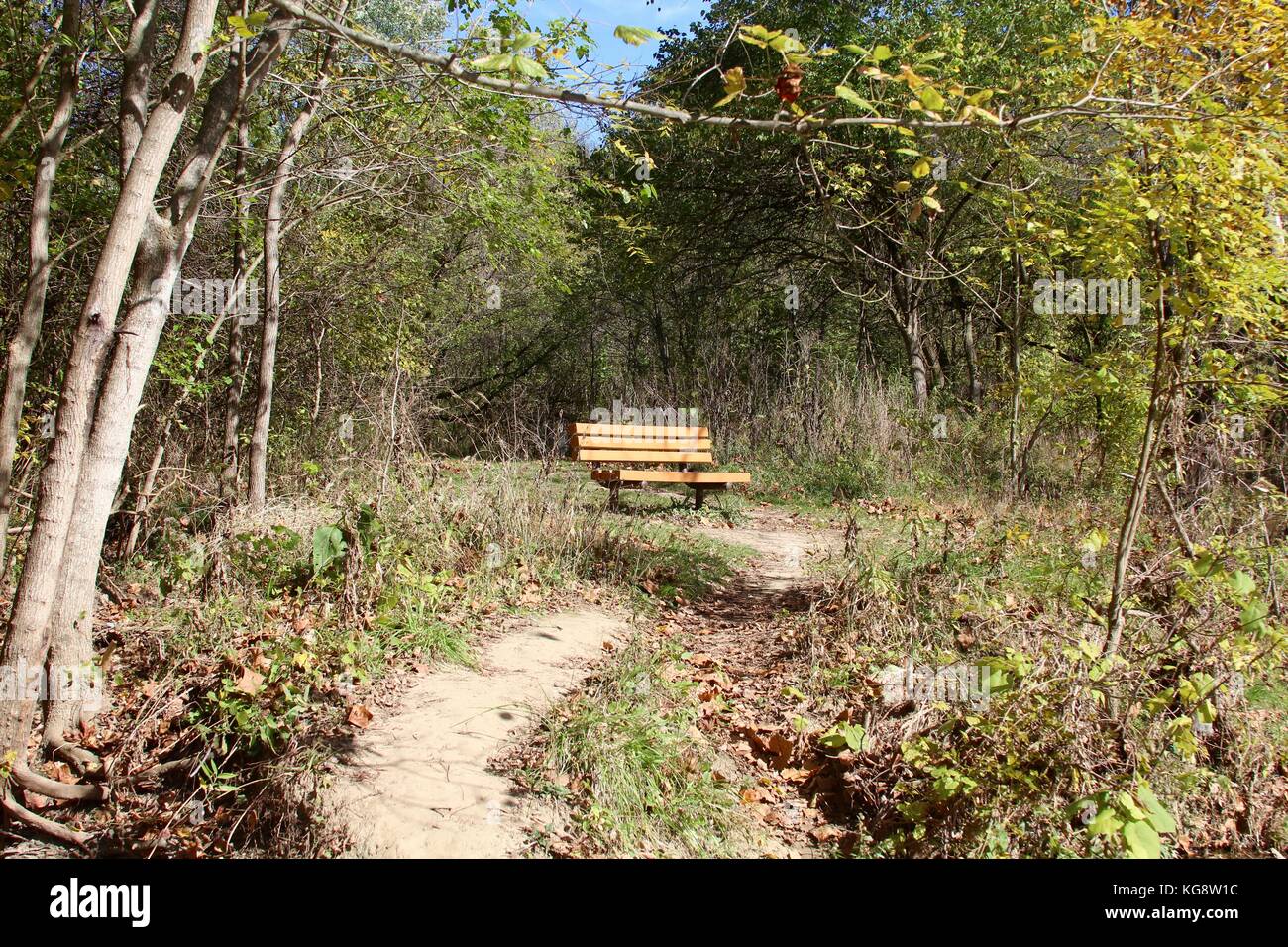 Der Wald im Herbst und einige andere Dinge, die ich auf dem Schuß gefangen. Stockfoto