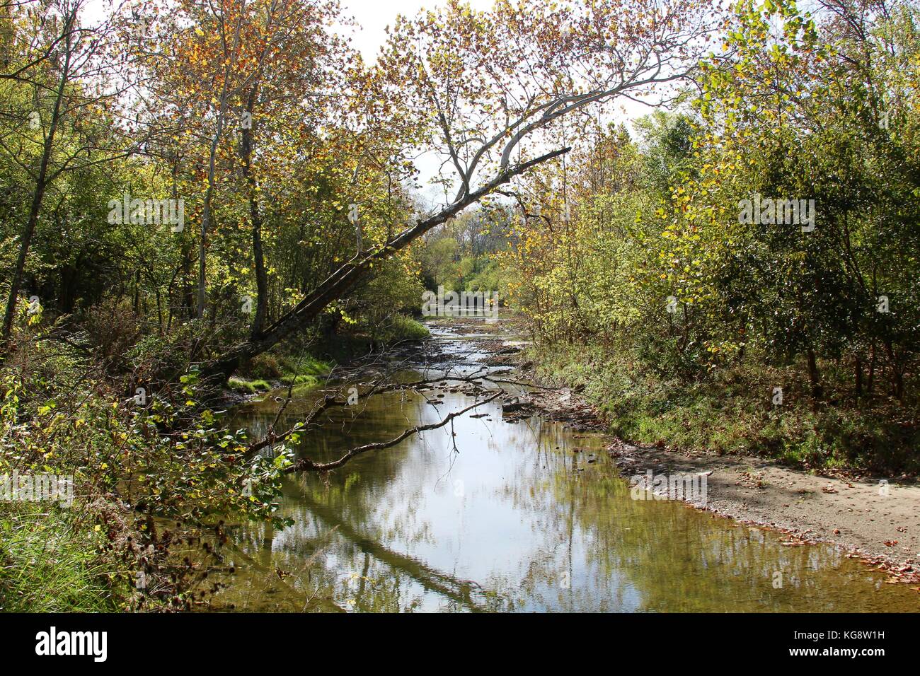 Der Wald im Herbst und einige andere Dinge, die ich auf dem Schuß gefangen. Stockfoto