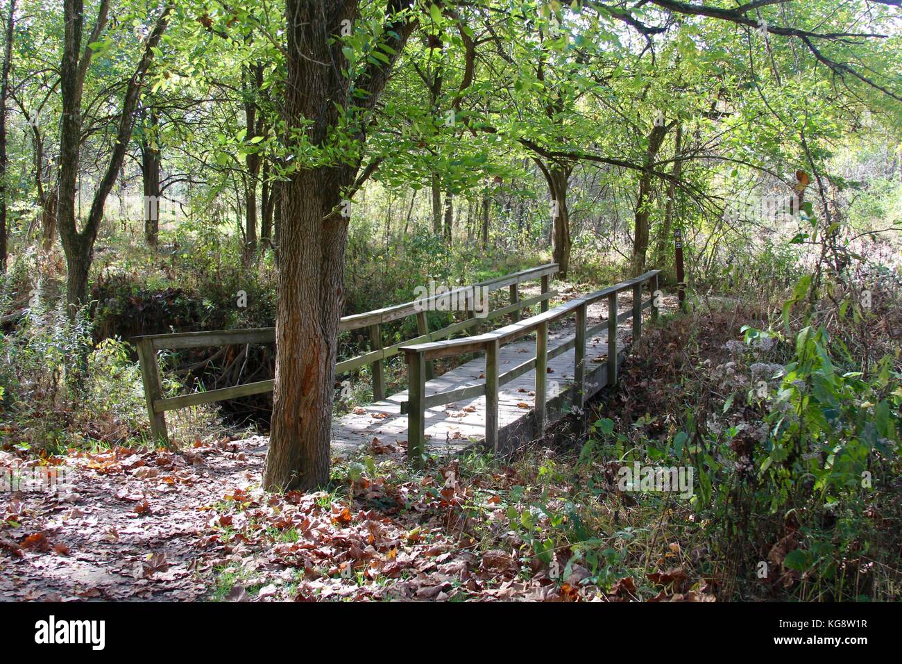 Der Wald im Herbst und einige andere Dinge, die ich auf dem Schuß gefangen. Stockfoto