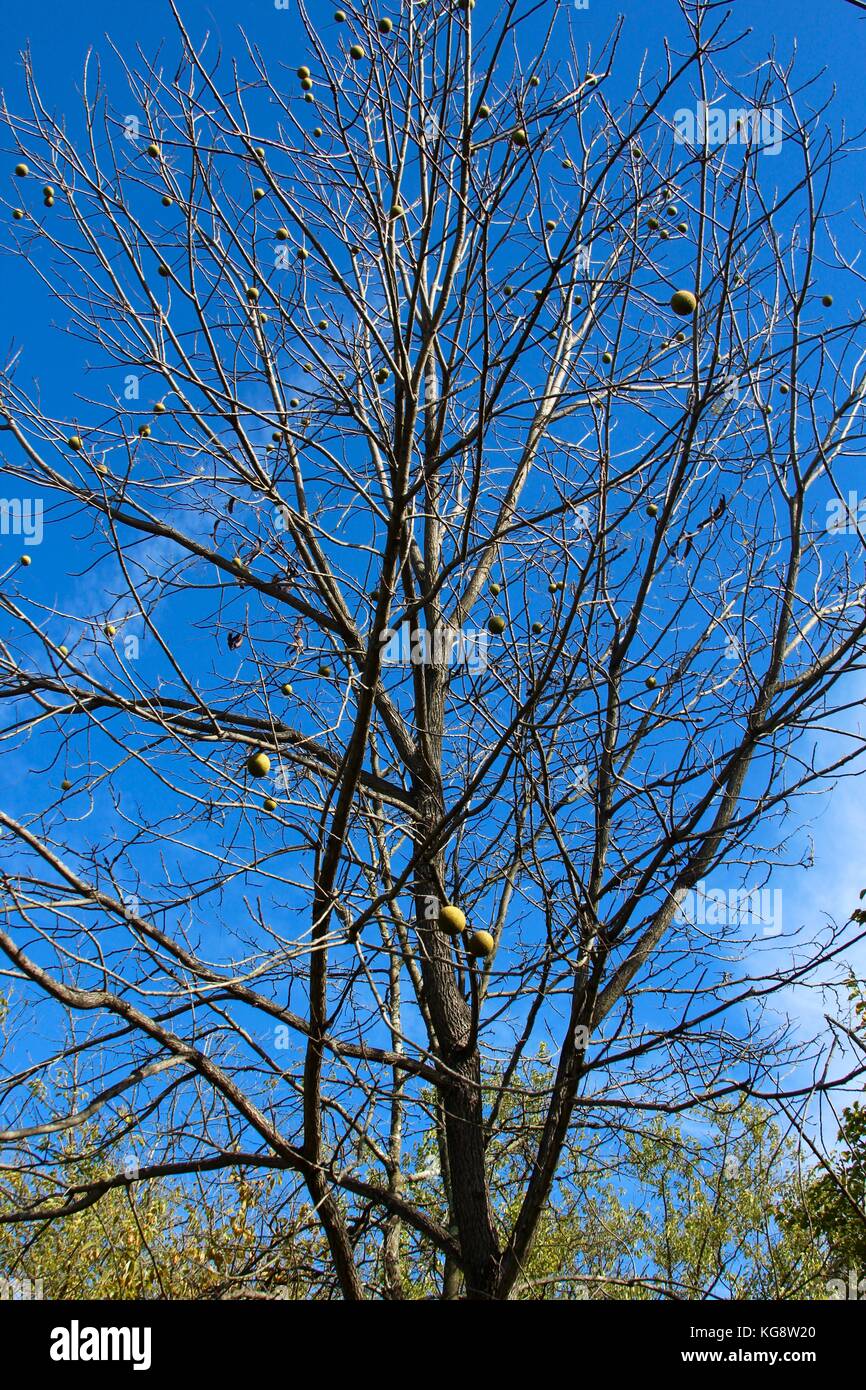 Der Wald im Herbst und einige andere Dinge, die ich auf dem Schuß gefangen. Stockfoto