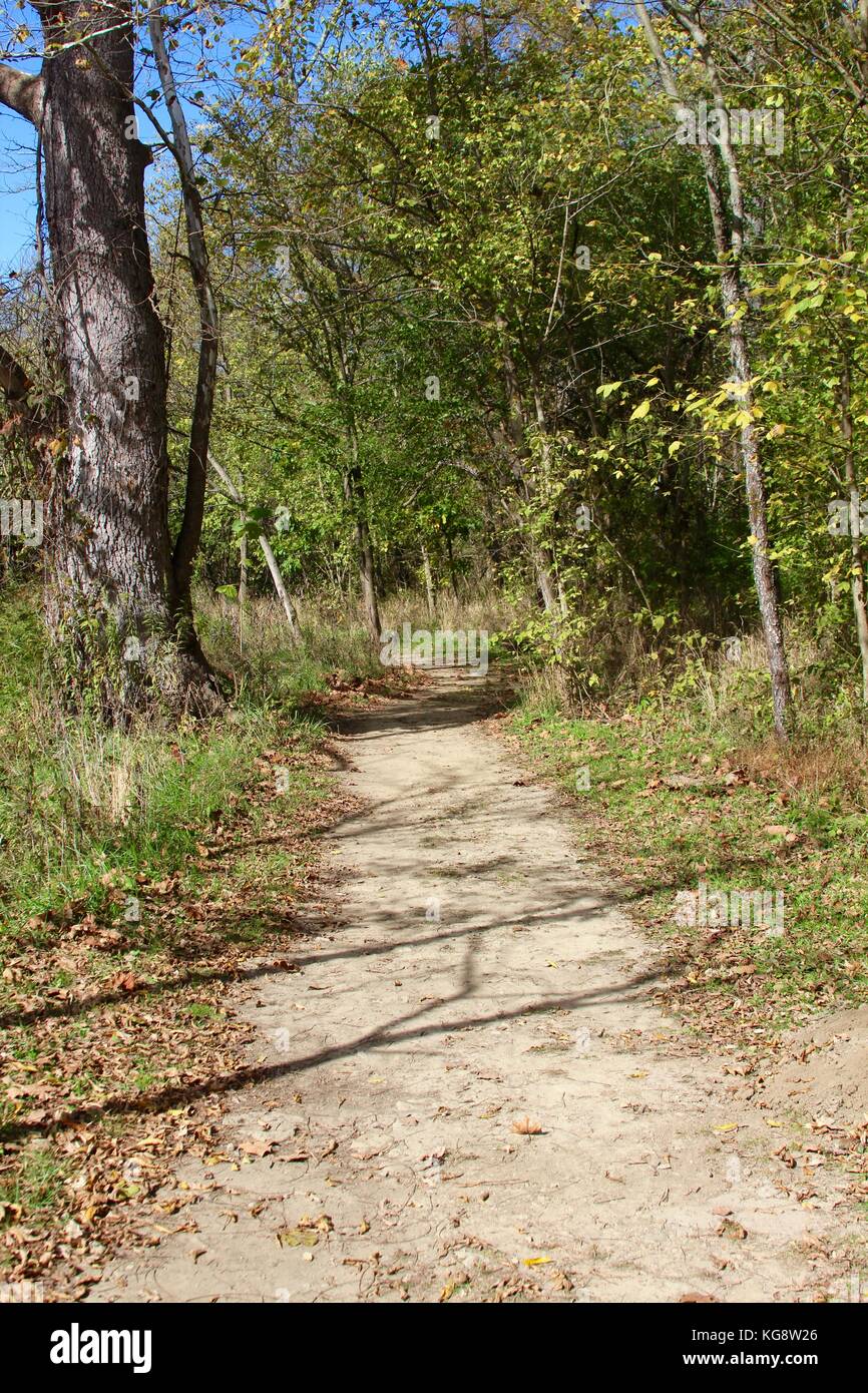 Der Wald im Herbst und einige andere Dinge, die ich auf dem Schuß gefangen. Stockfoto