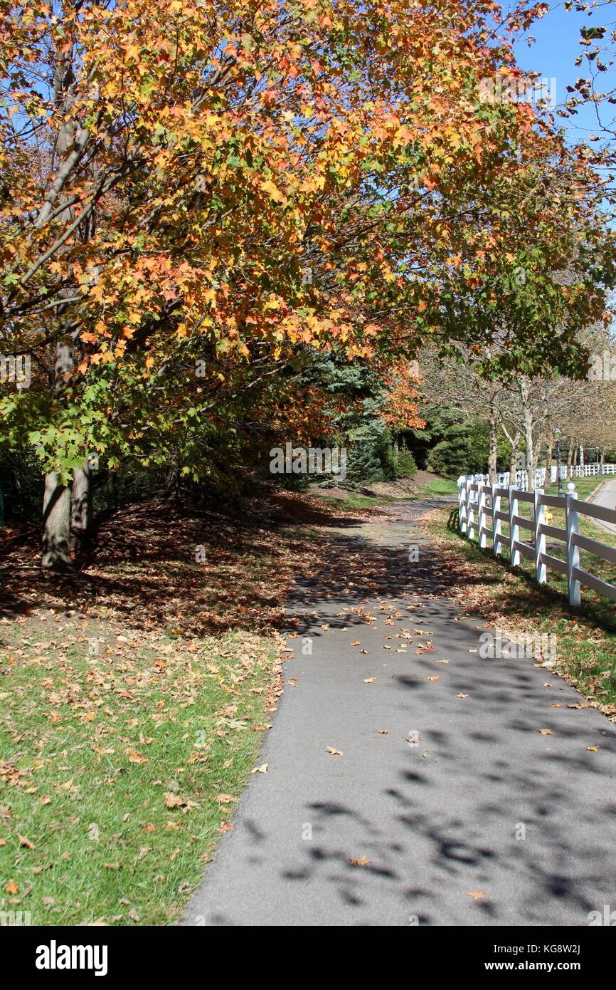 Der Wald im Herbst und einige andere Dinge, die ich auf dem Schuß gefangen. Stockfoto