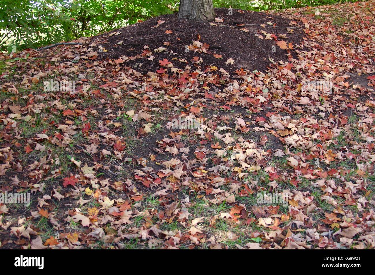 Der Wald im Herbst und einige andere Dinge, die ich auf dem Schuß gefangen. Stockfoto