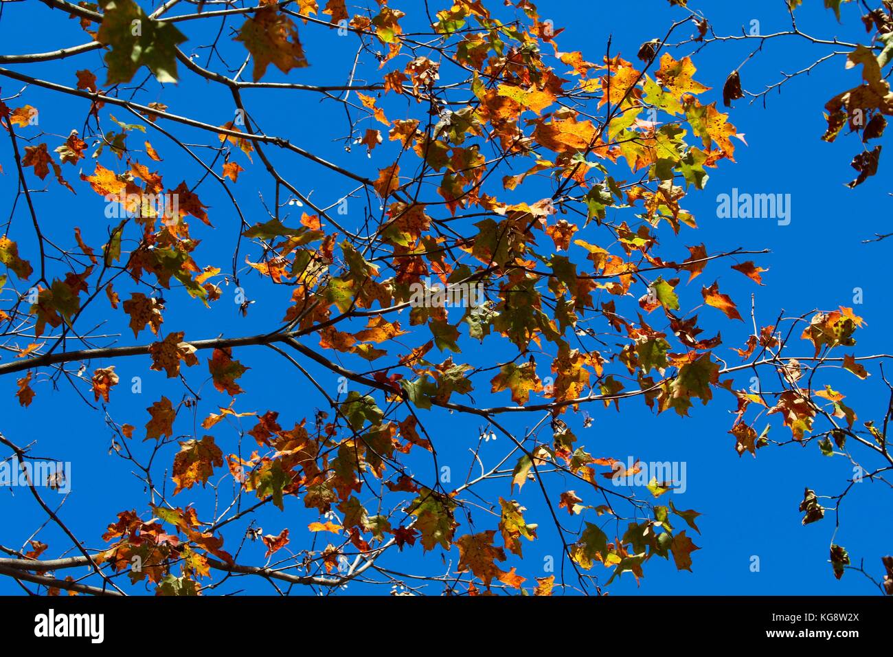 Der Wald im Herbst und einige andere Dinge, die ich auf dem Schuß gefangen. Stockfoto