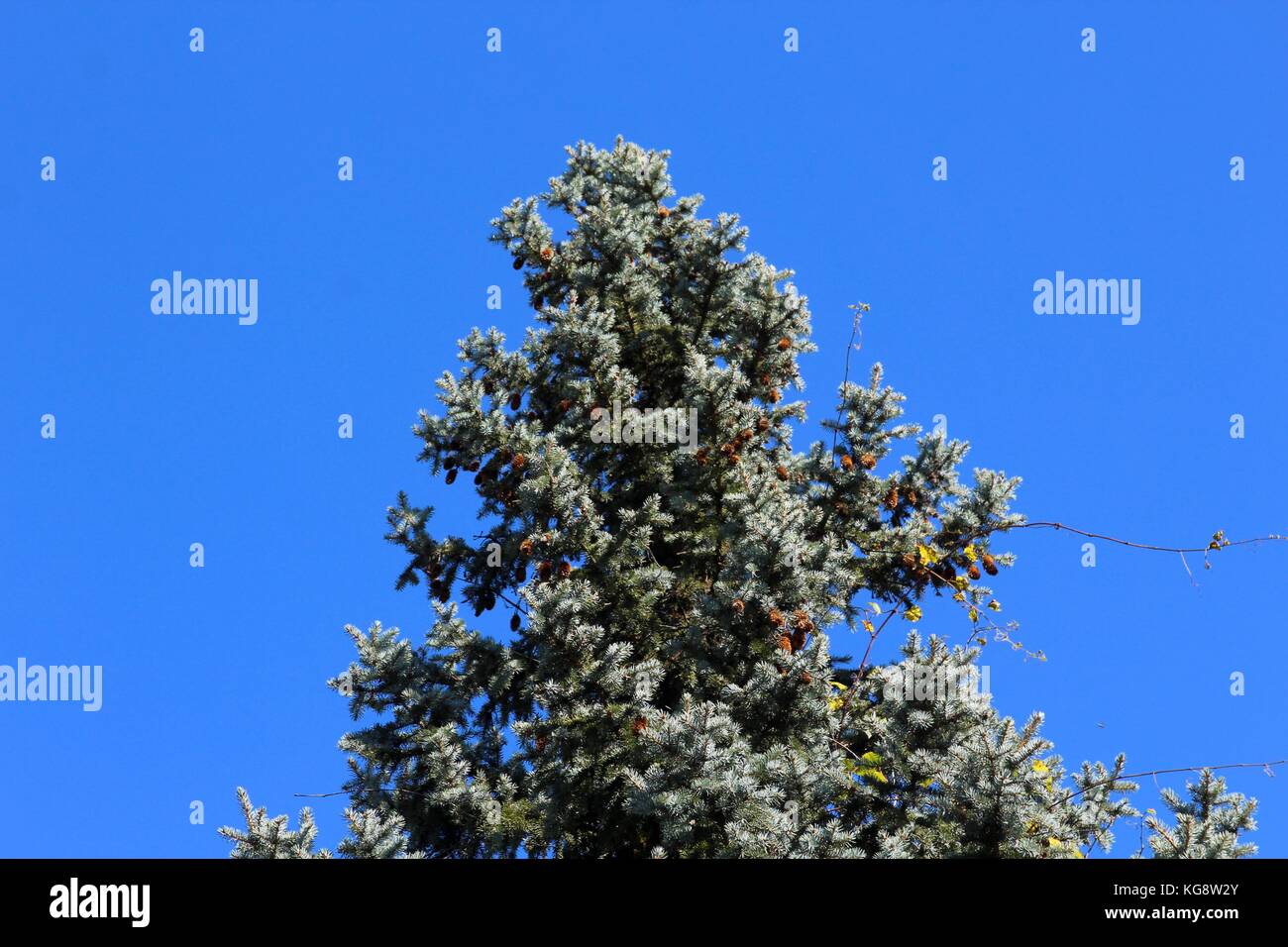 Der Wald im Herbst und einige andere Dinge, die ich auf dem Schuß gefangen. Stockfoto