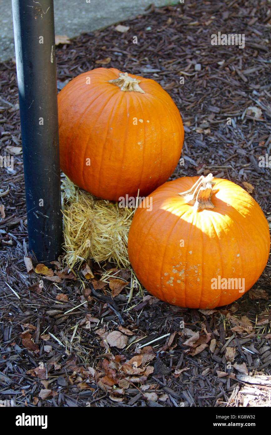 Der Wald im Herbst und einige andere Dinge, die ich auf dem Schuß gefangen. Stockfoto