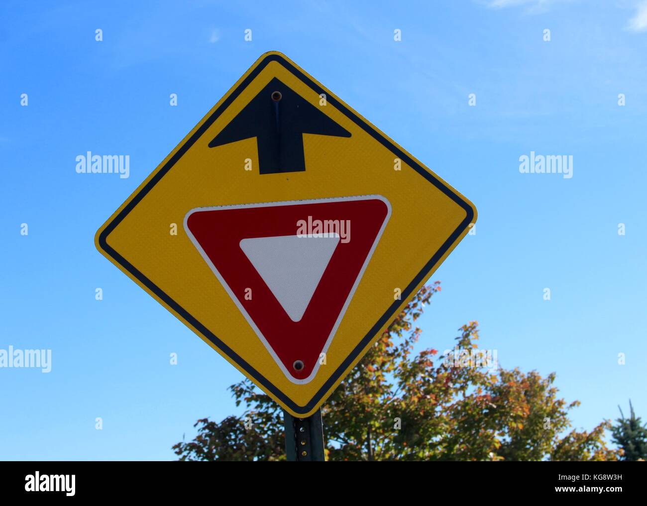 Der Wald im Herbst und einige andere Dinge, die ich auf dem Schuß gefangen. Stockfoto