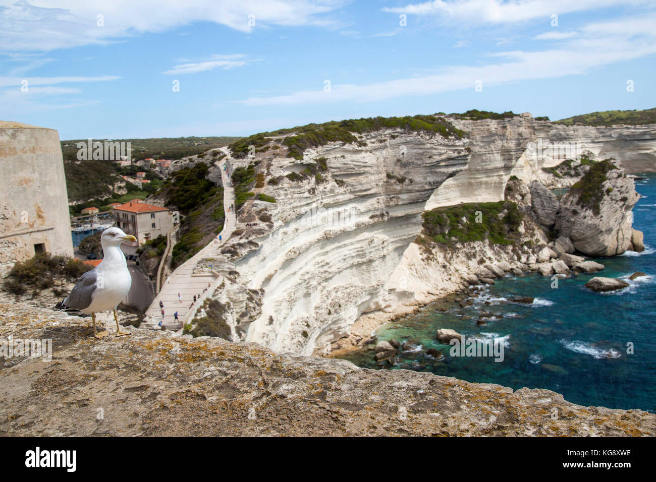 Eine Möwe steht auf einem Felsvorsprung mit den Kreidefelsen von Bonifacio mit Blick auf das Mittelmeer im Hintergrund Stockfoto