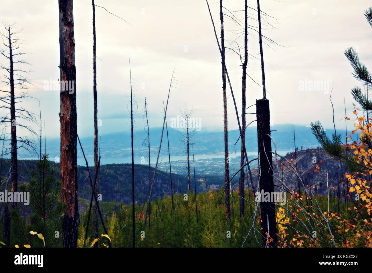 Einen abendlichen Spaziergang mit schöner Aussicht auf Myra Provincial Park im Herbst Saison. Eine der besten Wanderung in Kelowna, British Columbia. Stockfoto