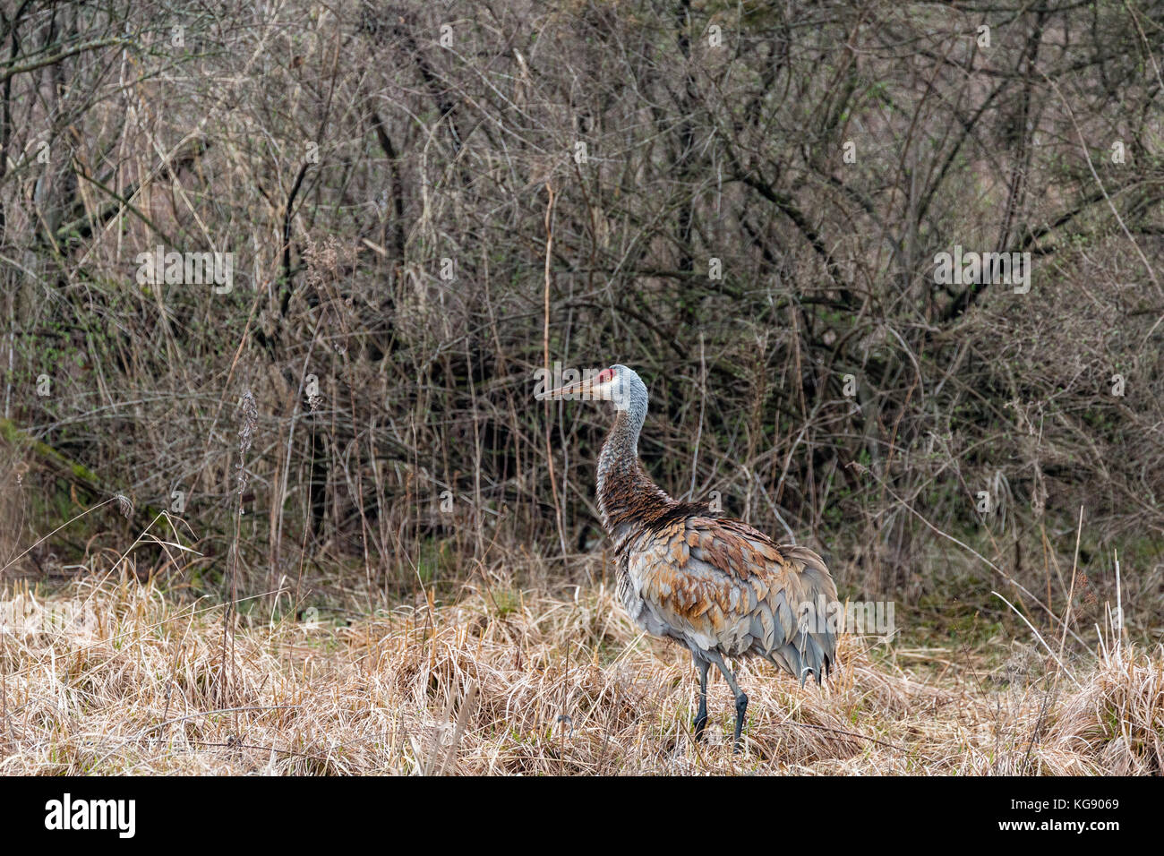 (Antigone canadensis Sandhill Crane), Lake Elmo Park Reserve, Minnesota, USA Stockfoto