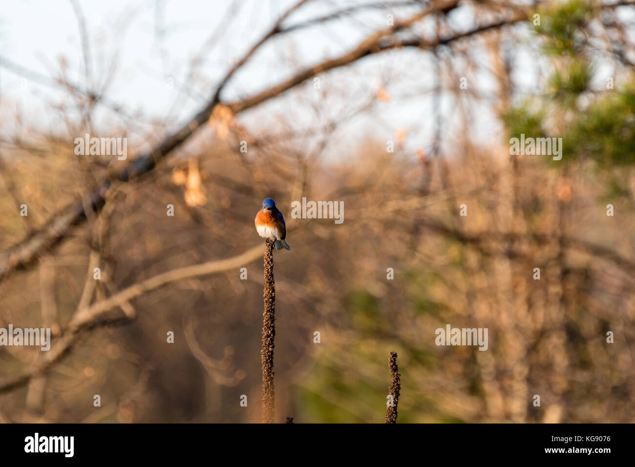 Eastern bluebird (sialis sialis), Inver Grove Heights, Minnesota, USA Stockfoto