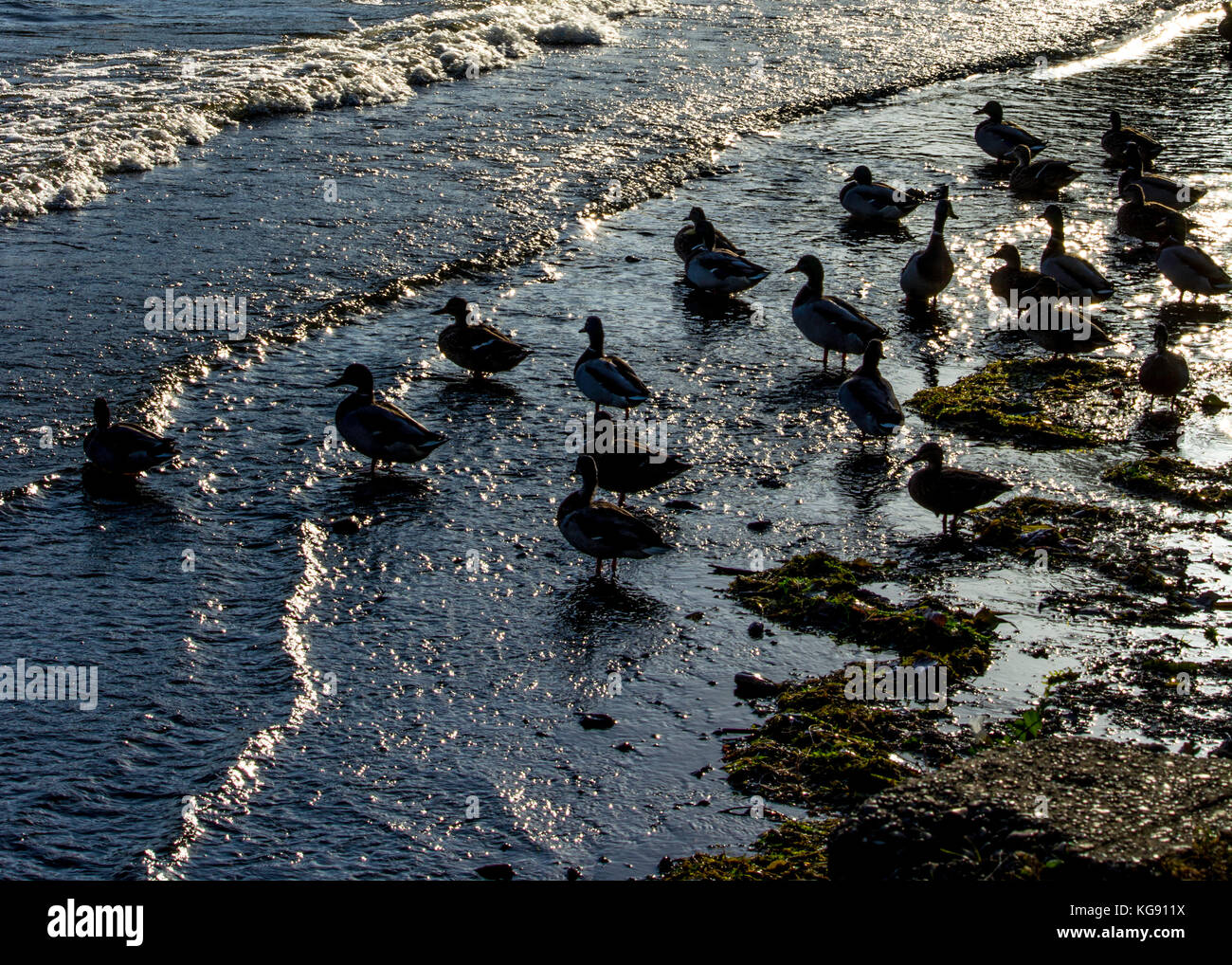 Licht leuchtet auf Enten auf dem Wasser am Ufer des Lake Washington in Seward Park, Seattle, Washington Stockfoto