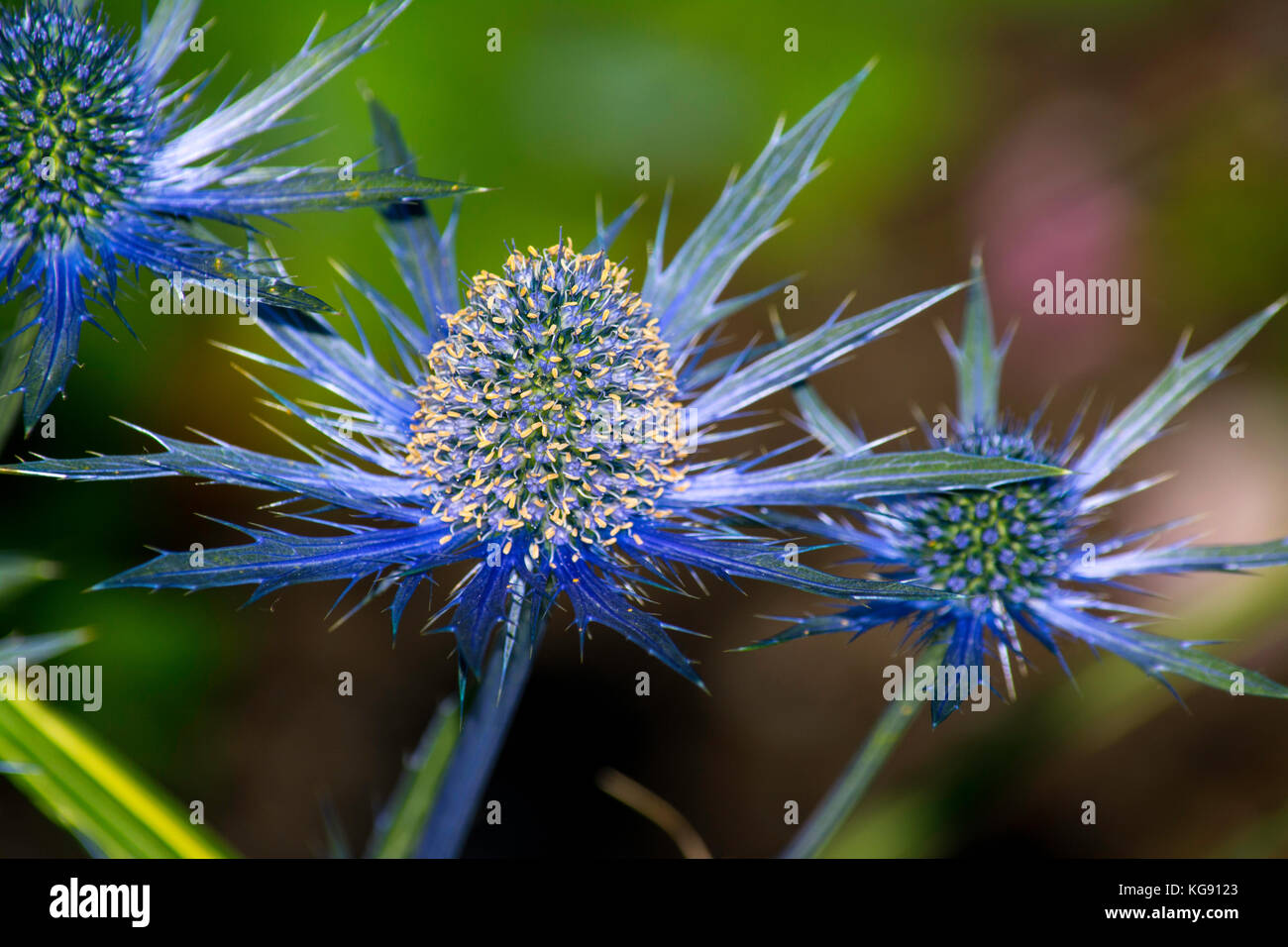 Sea Holly, auch als eryngium bekannt, hat blaue Blätter und Hüllblätter, im Garten in Seward Park gesehen, Seattle Stockfoto Sea Holly, auch als eryngium bekannt, hat blaue Blätter und Hüllblätter, im Garten in Seward Park gesehen, Seattle Stockfoto