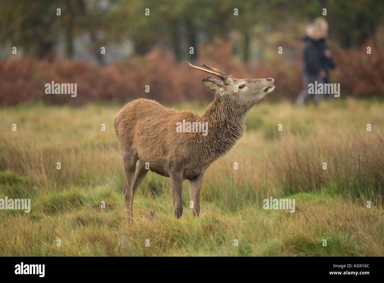 Hirsche im Herbst Furche am Richmond Deer Park in South West London Stockfoto