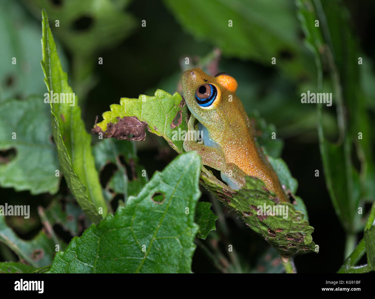 Grün leuchtenden Augen Frosch (boophis viridis) auf einem Blatt. Madagaskar, Afrika. Stockfoto