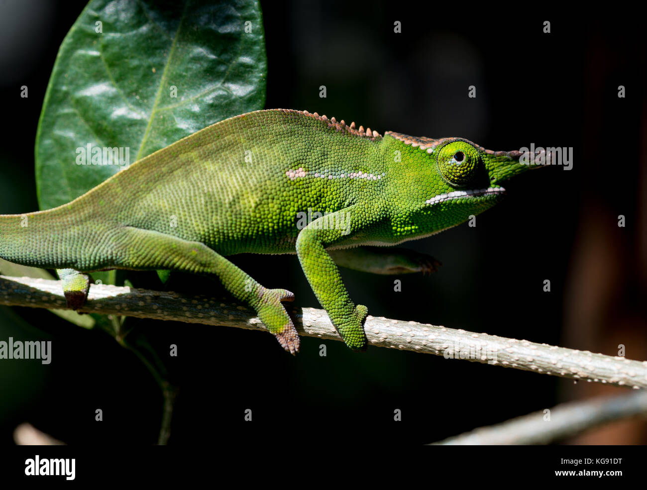 Eine große Nase Chamäleon, oder Nose-horned Chameleon (Calumma nasutum). Andasibe Mantadia Nationalpark. Madagaskar, Afrika. Stockfoto