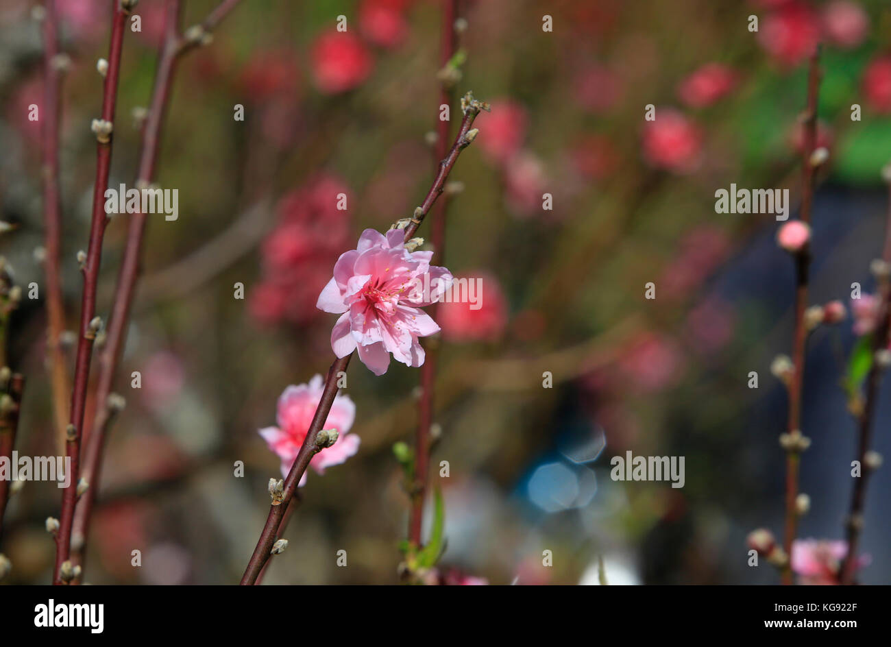 Peach Blumen im Garten während des Tet-festes Urlaub in Vietnam Stockfoto