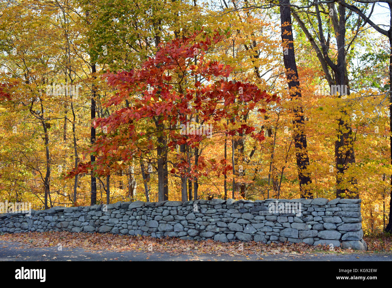 Herbst Laub Farbe der Hartriegelbaum hinter einer Mauer aus Stein Stockfoto