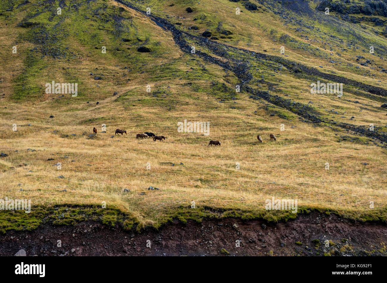 Island Pferde Blick in die Natur mit Wiesen und Wasser Stockfoto