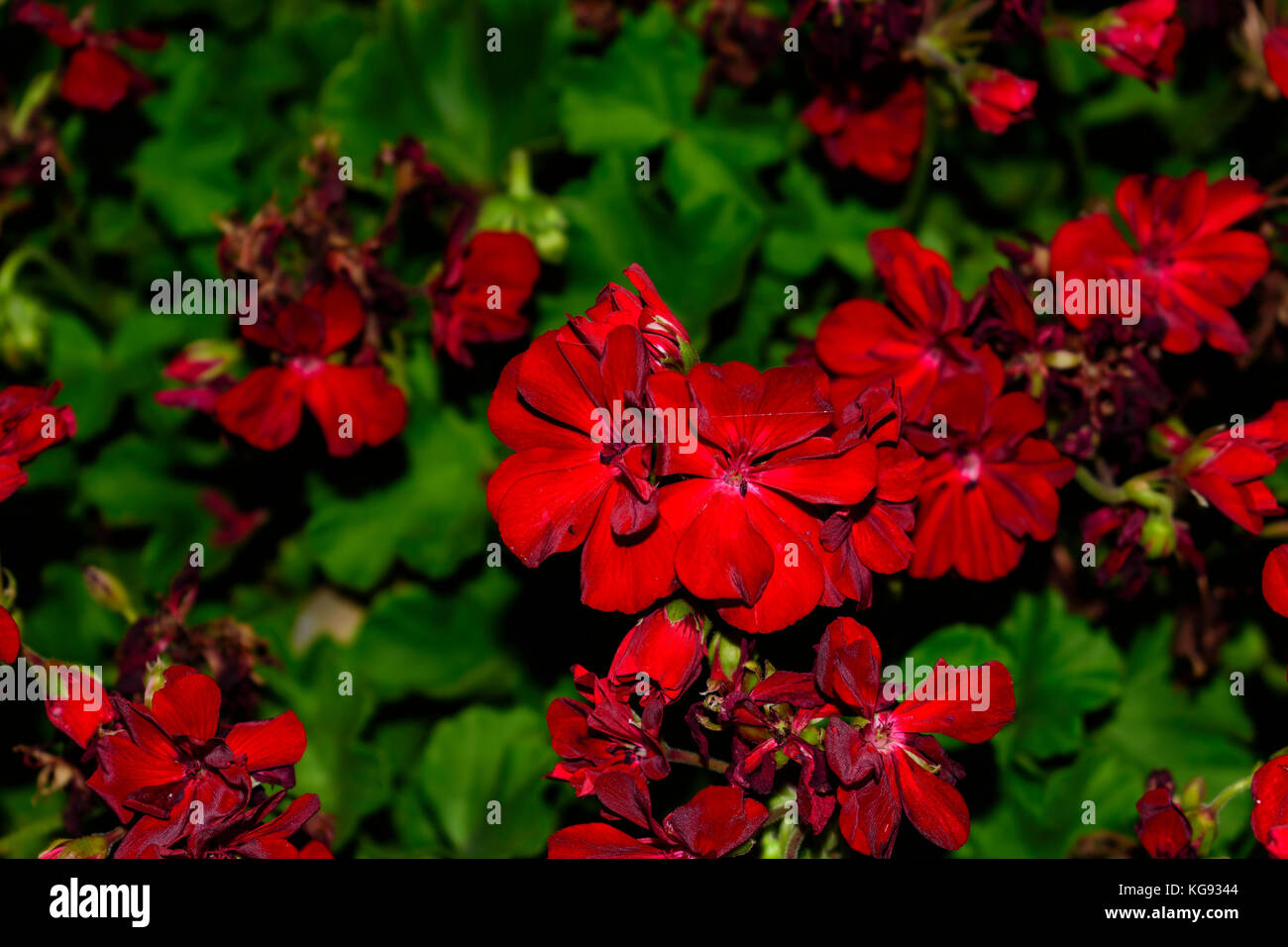 Rote Blumen Stockfoto