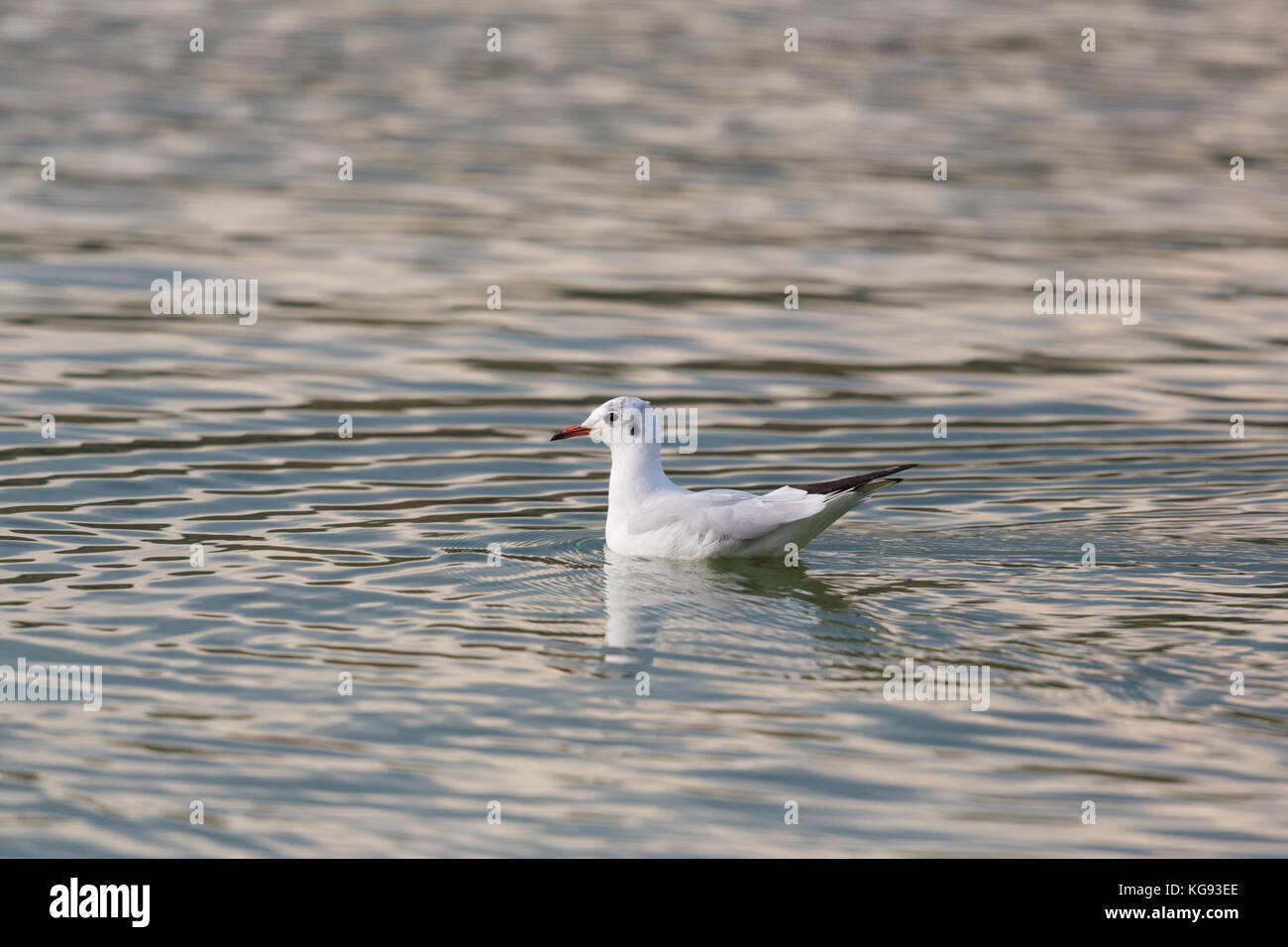 Eine natürliche isoliert Lachmöwe (Larus ridibundus) schwimmen Wasser Oberfläche Wellenmuster Stockfoto