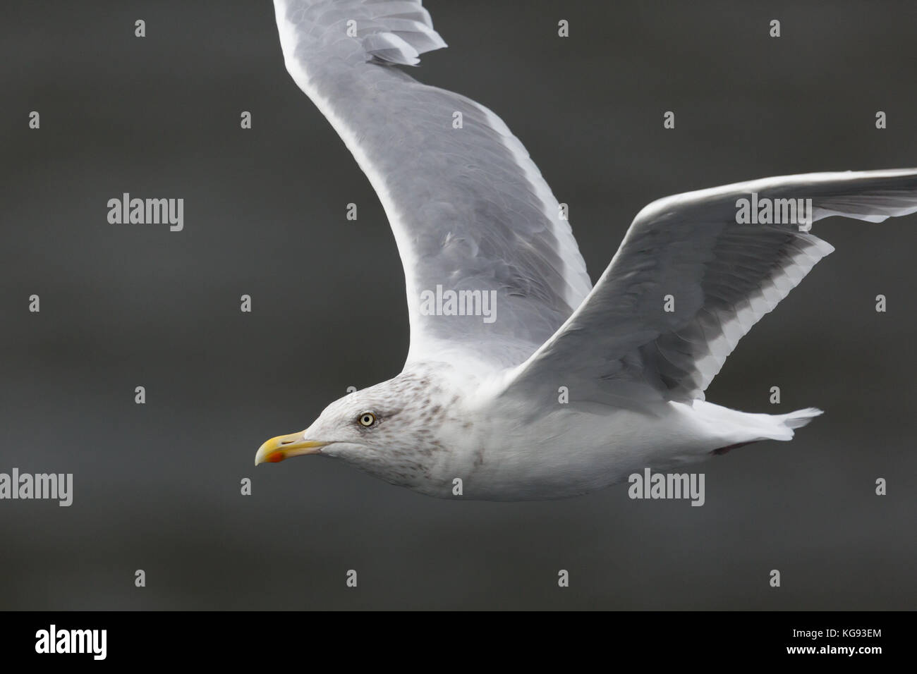 Ausführliches Porträt der natürlichen fliegende Möwe mit ausgebreiteten Flügeln Stockfoto