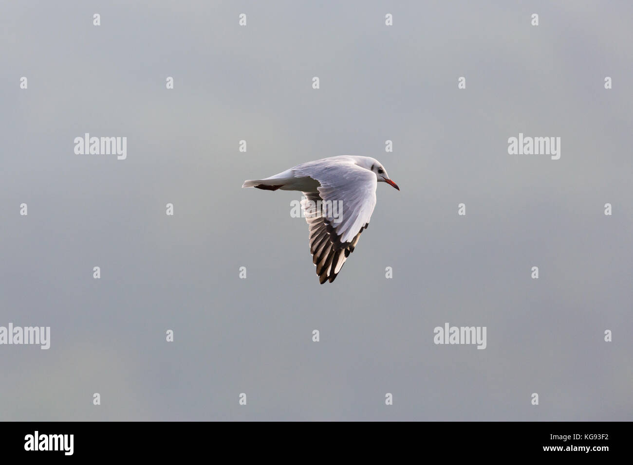 Natürliche Lachmöwe (Larus ridibundus) im Flug bewölkten grauen Himmel Stockfoto