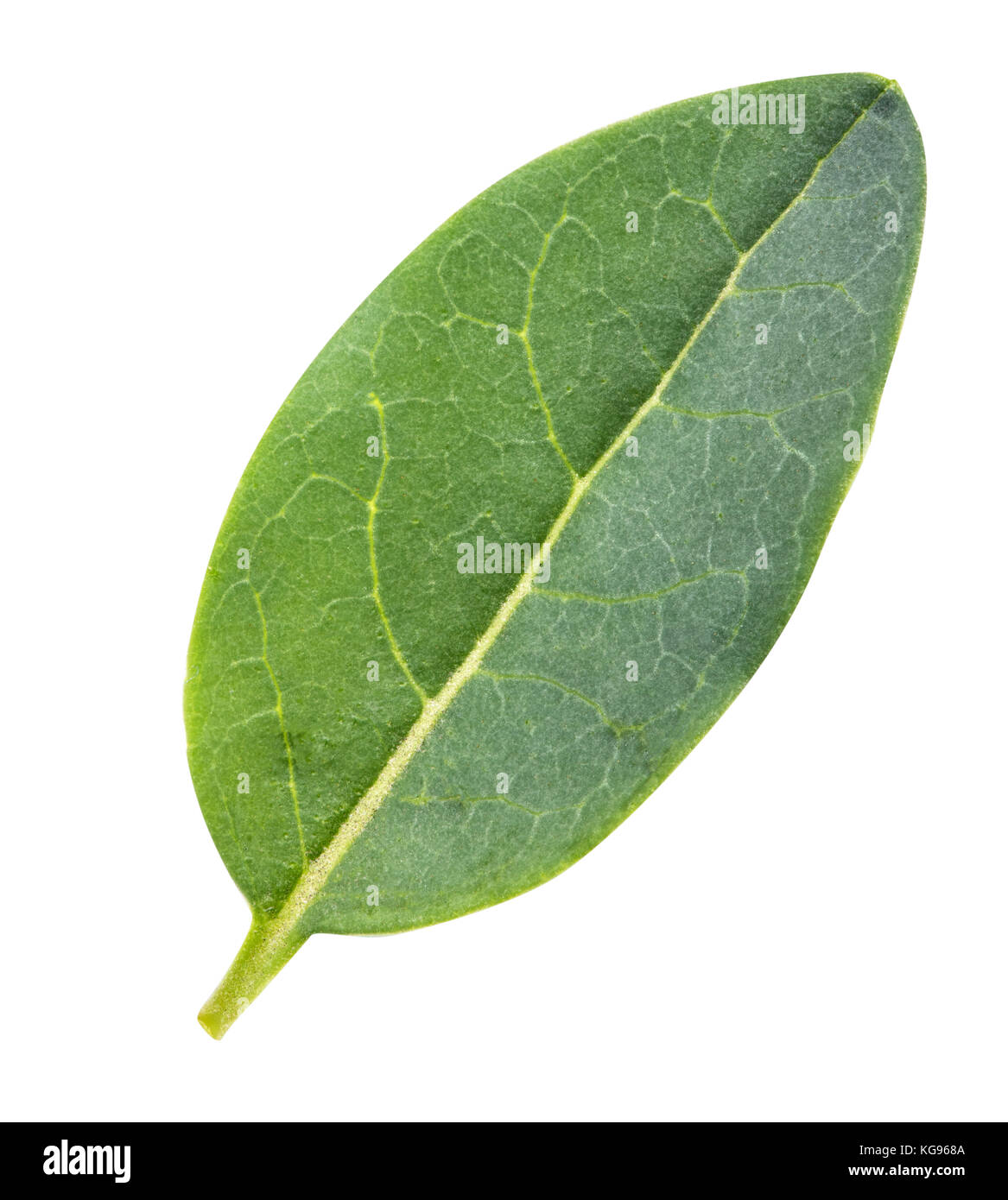 Granatapfel Blatt auf weißem Hintergrund mit Freistellungspfad isoliert Stockfoto