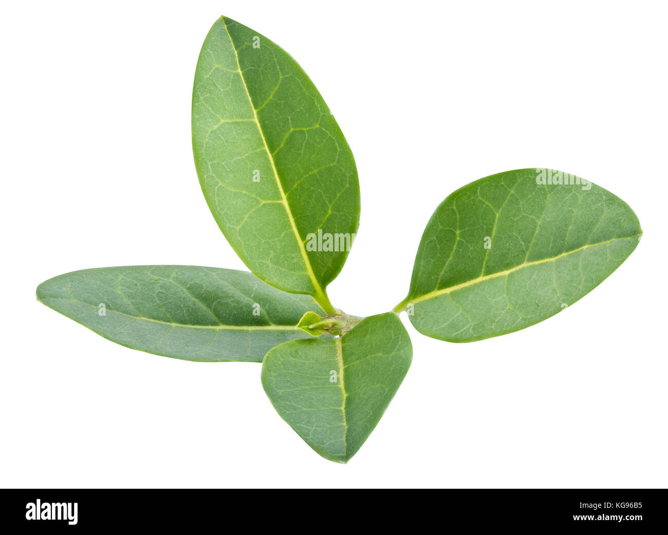 Buchsbaum kushch Blatt auf weißem Hintergrund mit Freistellungspfad isoliert Stockfoto