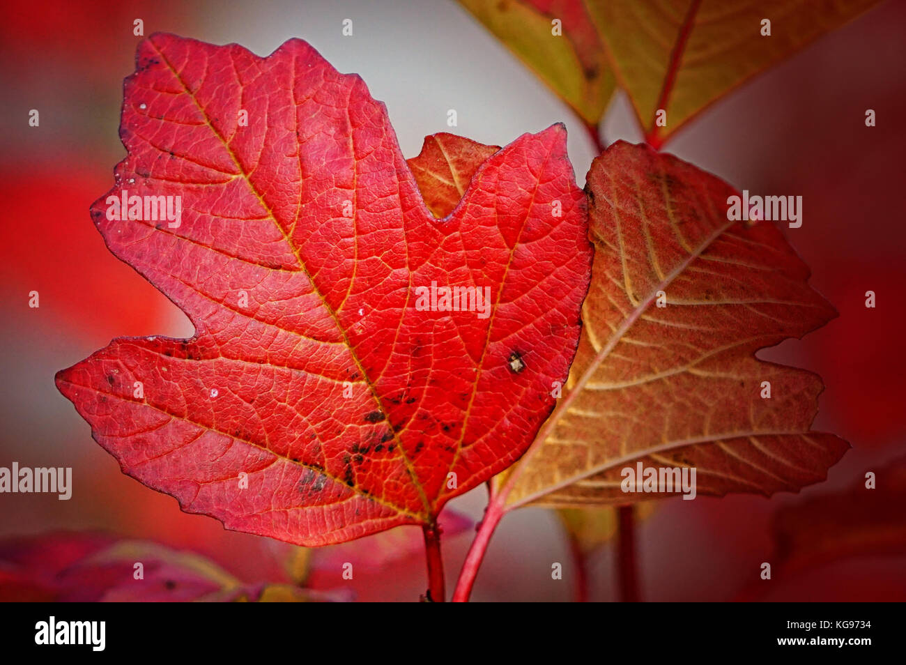 Die Farben des Herbstes, bunte Blätter Stockfoto