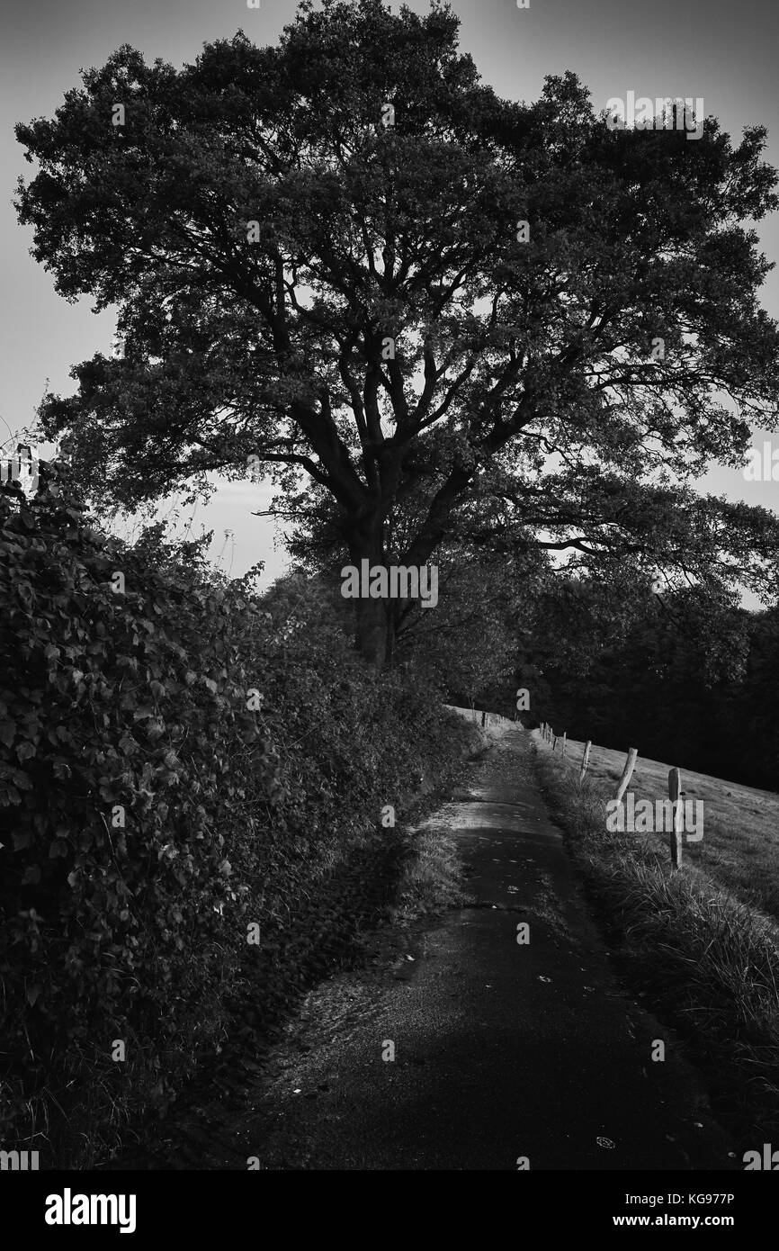 Baum und im Dunkeln Stockfoto