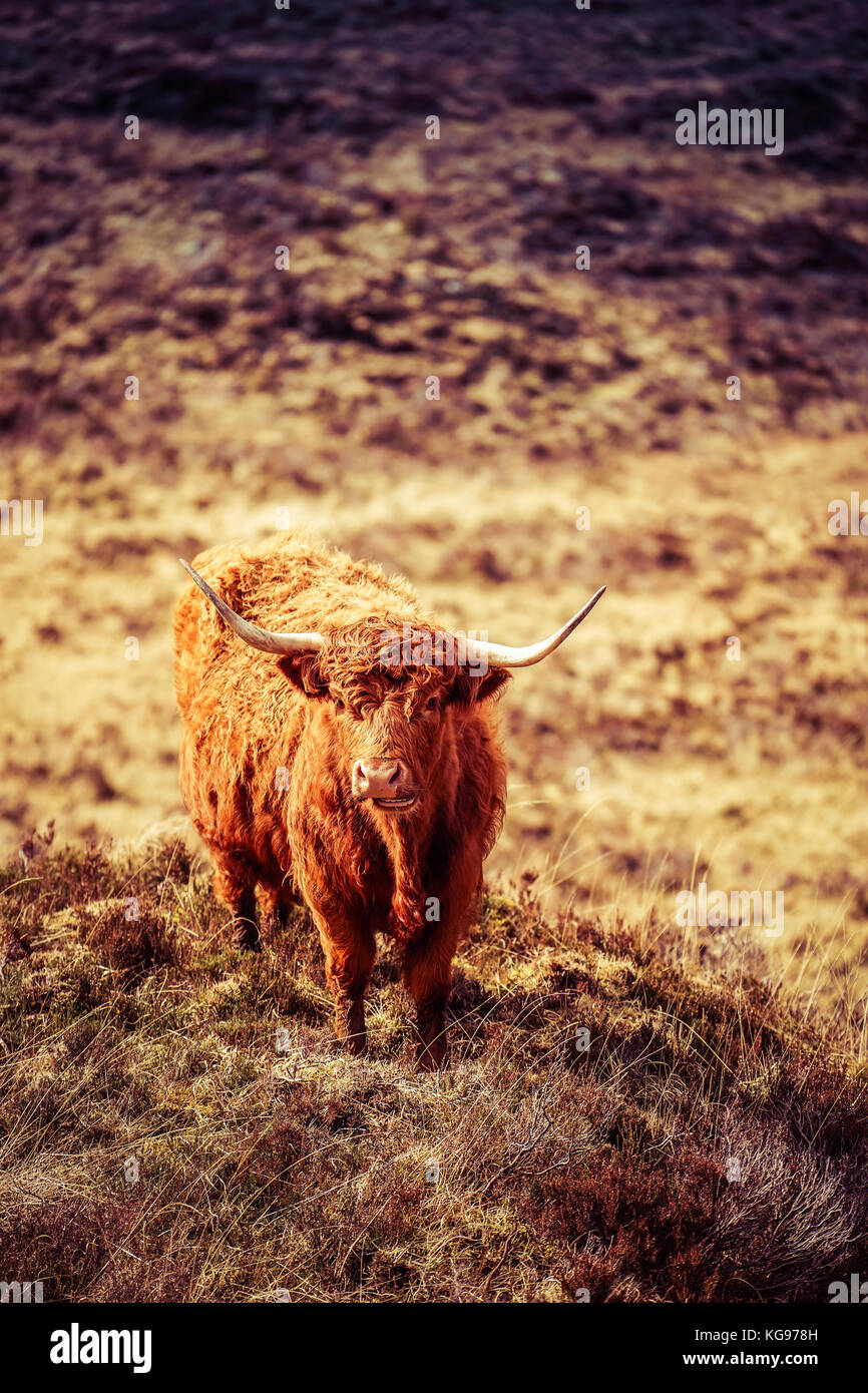Highland Kuh struppiges Haar, Insel von Skype, Highland, Schottland Stockfoto