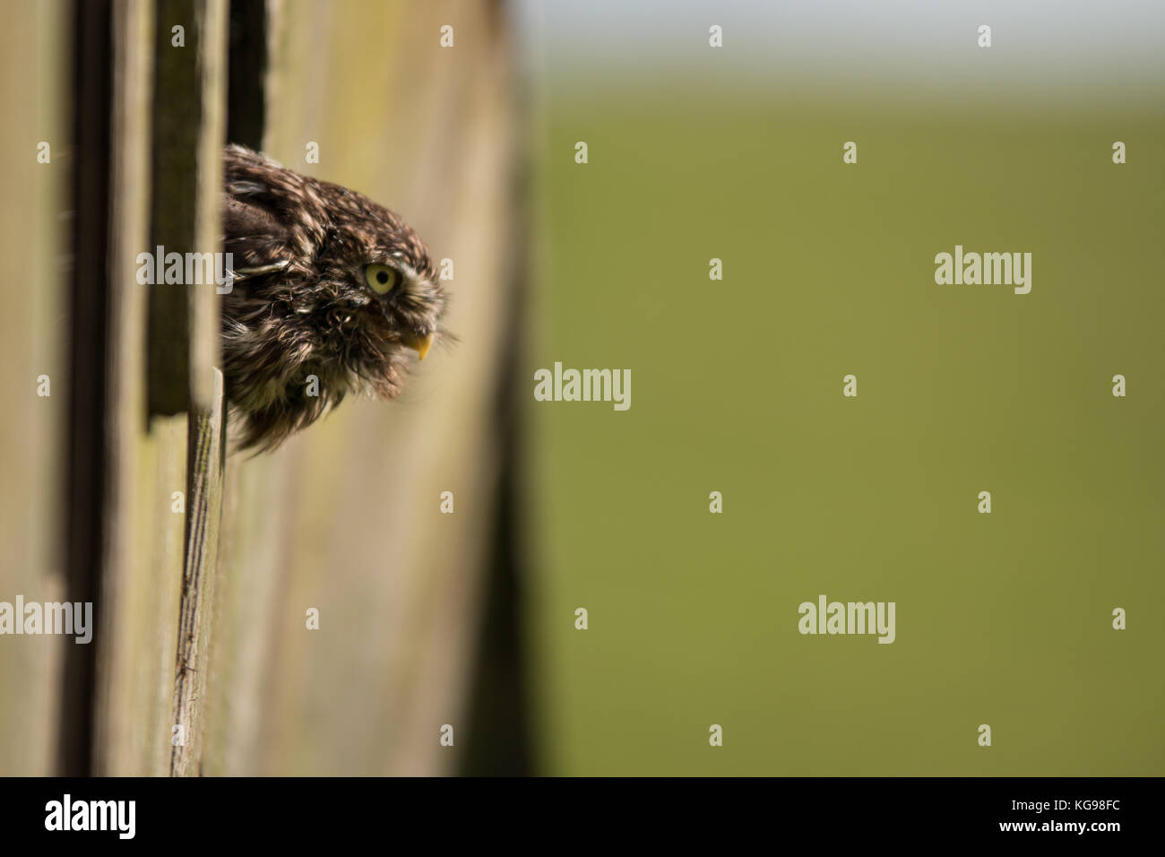 Eine kleine Eule hocken auf einer Holzplatte Stockfoto