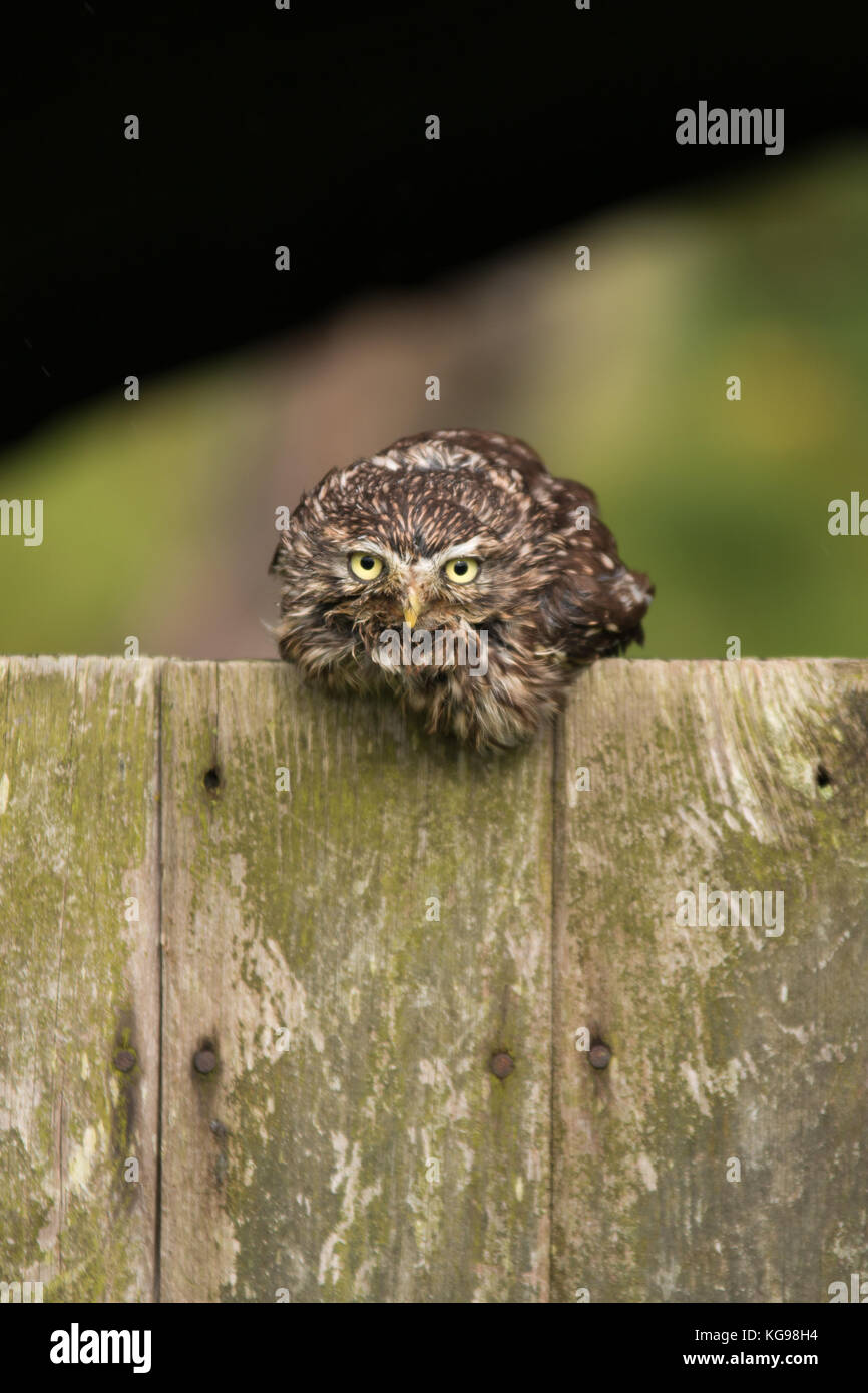 Eine kleine Eule hocken auf einer Holzplatte Stockfoto