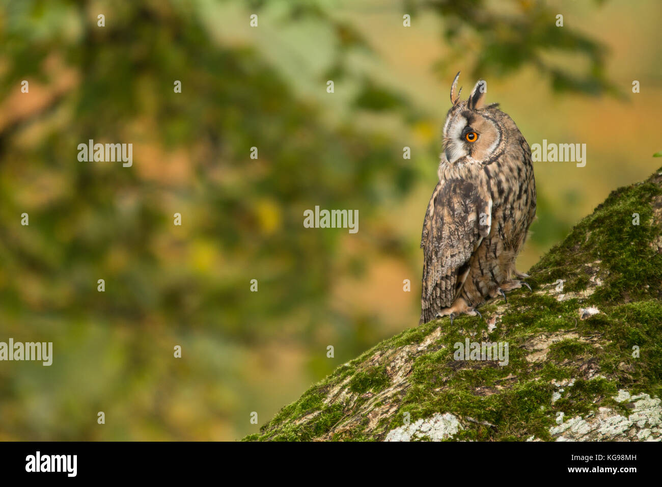 Eine lange eared owl hocken auf einem Ast Stockfoto