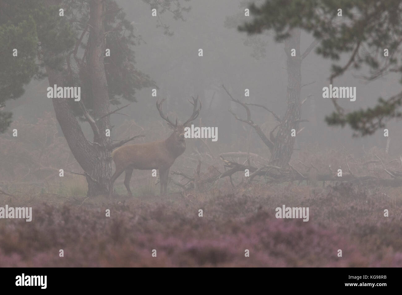 Red Deer (Cervus elaphus) mit Nebel, Nationalpark Hoge Veluwe, Gelderland, Niederlande, Europa Stockfoto