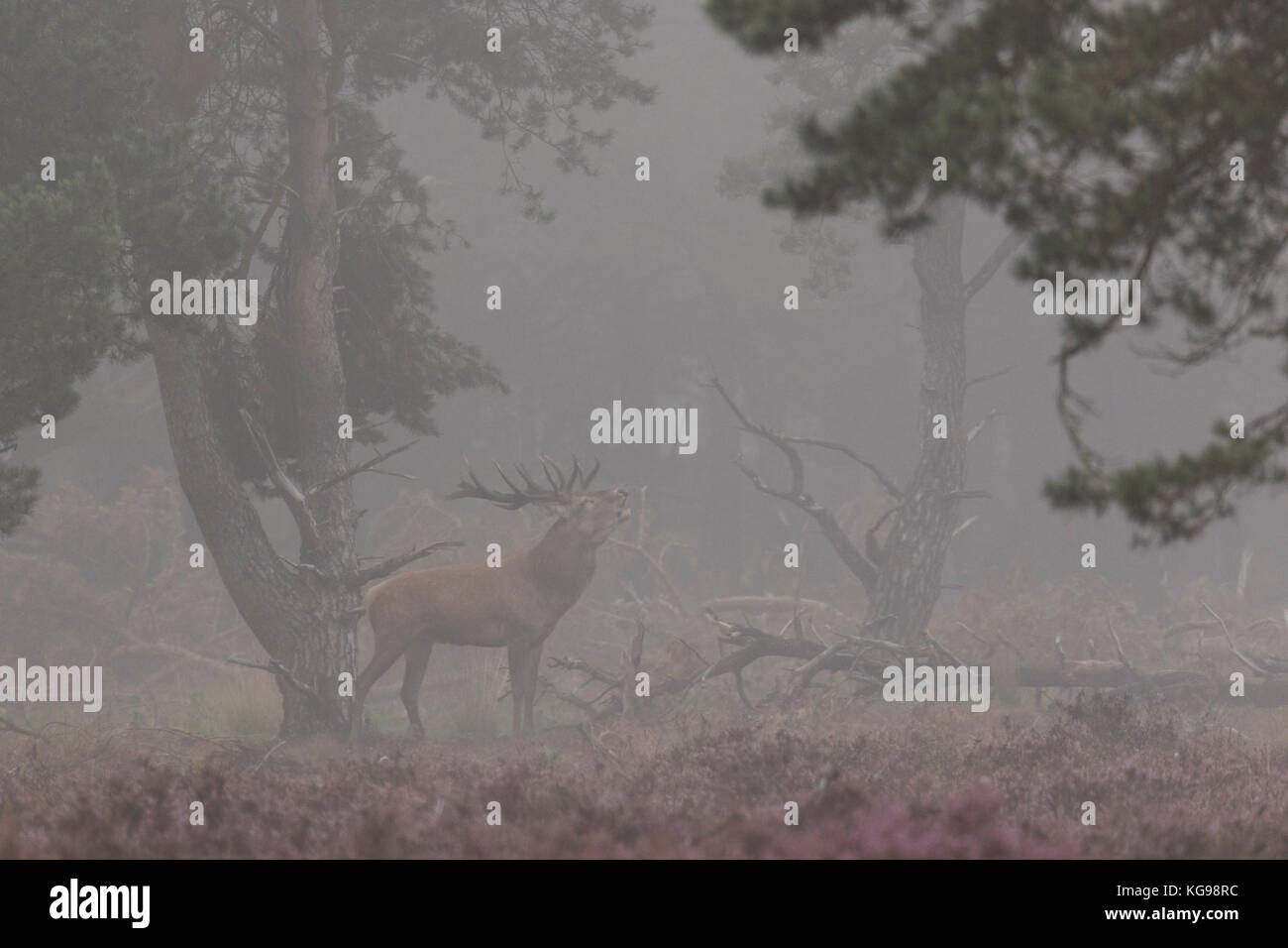 Red Deer (Cervus elaphus) mit Nebel, Nationalpark Hoge Veluwe, Gelderland, Niederlande, Europa Stockfoto