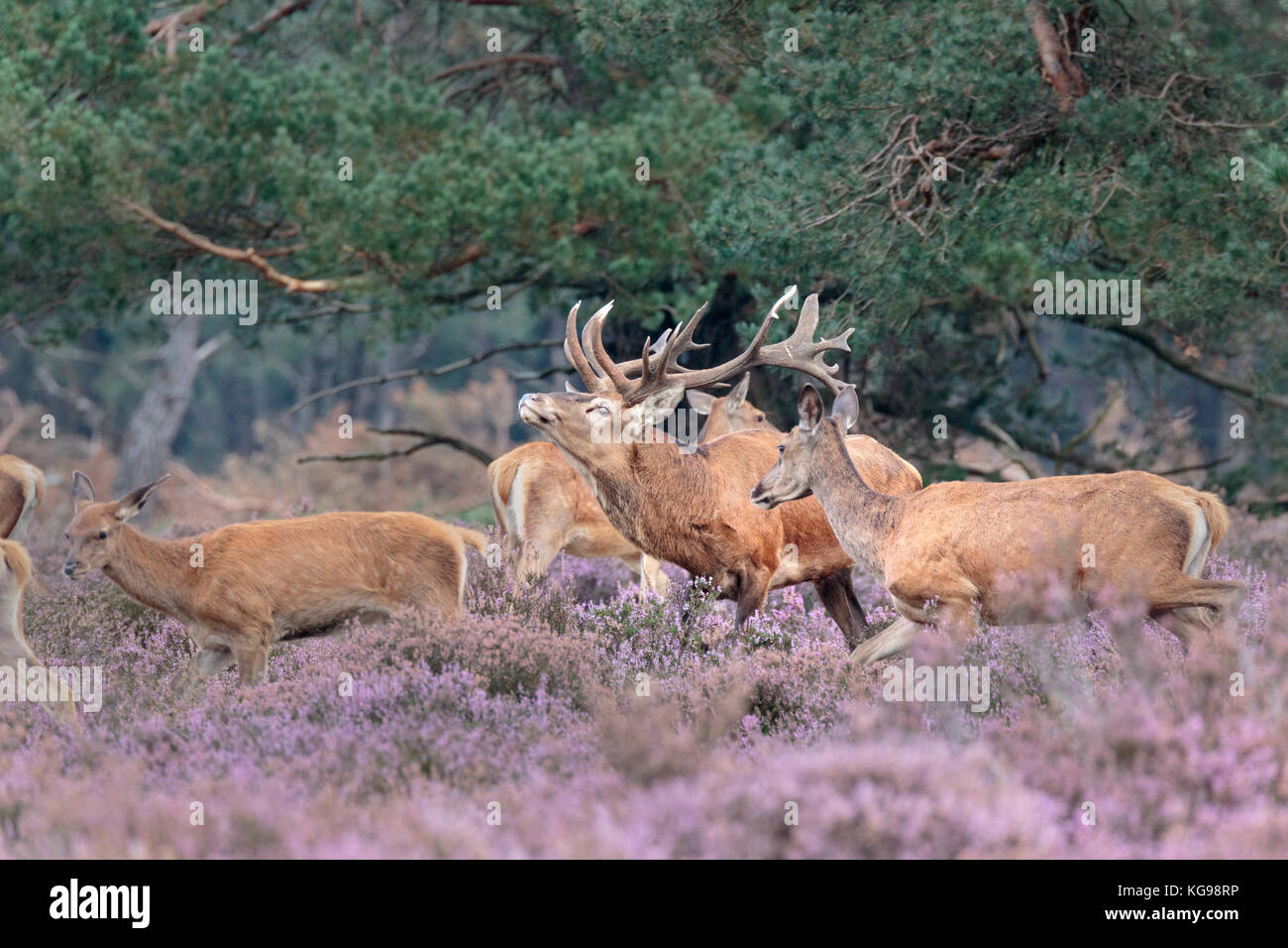 Red Deer (Cervus elaphus) Nationalpark Hoge Veluwe, Niederlande, Europa Stockfoto
