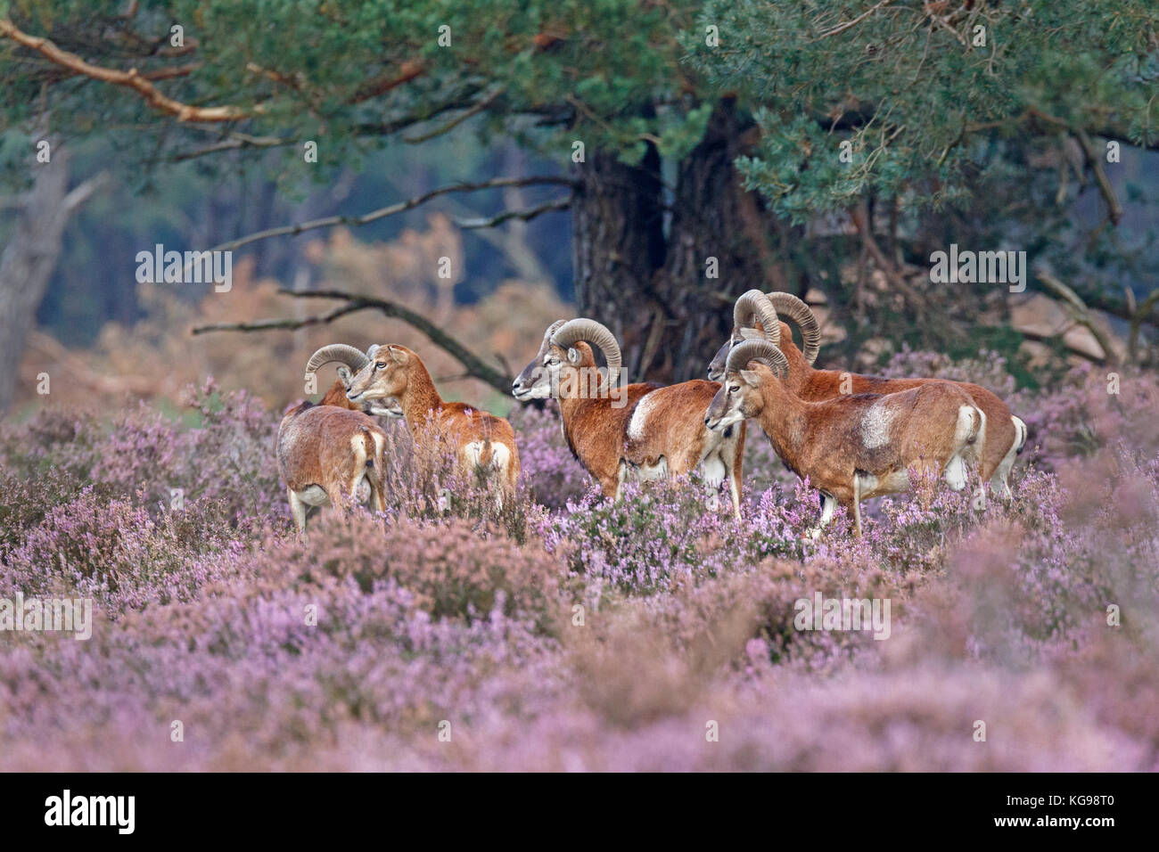 Europäischer Mufflon (Ovis orientalis Musimon) Nationalpark Hoge Veluwe, Gelderland, Niederlande, Europa Stockfoto