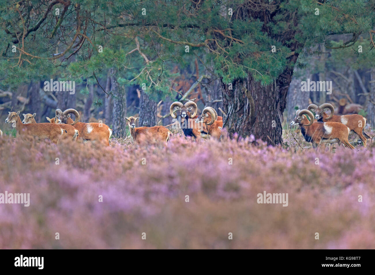 Europäischer Mufflon (Ovis orientalis Musimon) Nationalpark Hoge Veluwe, Gelderland, Niederlande, Europa Stockfoto