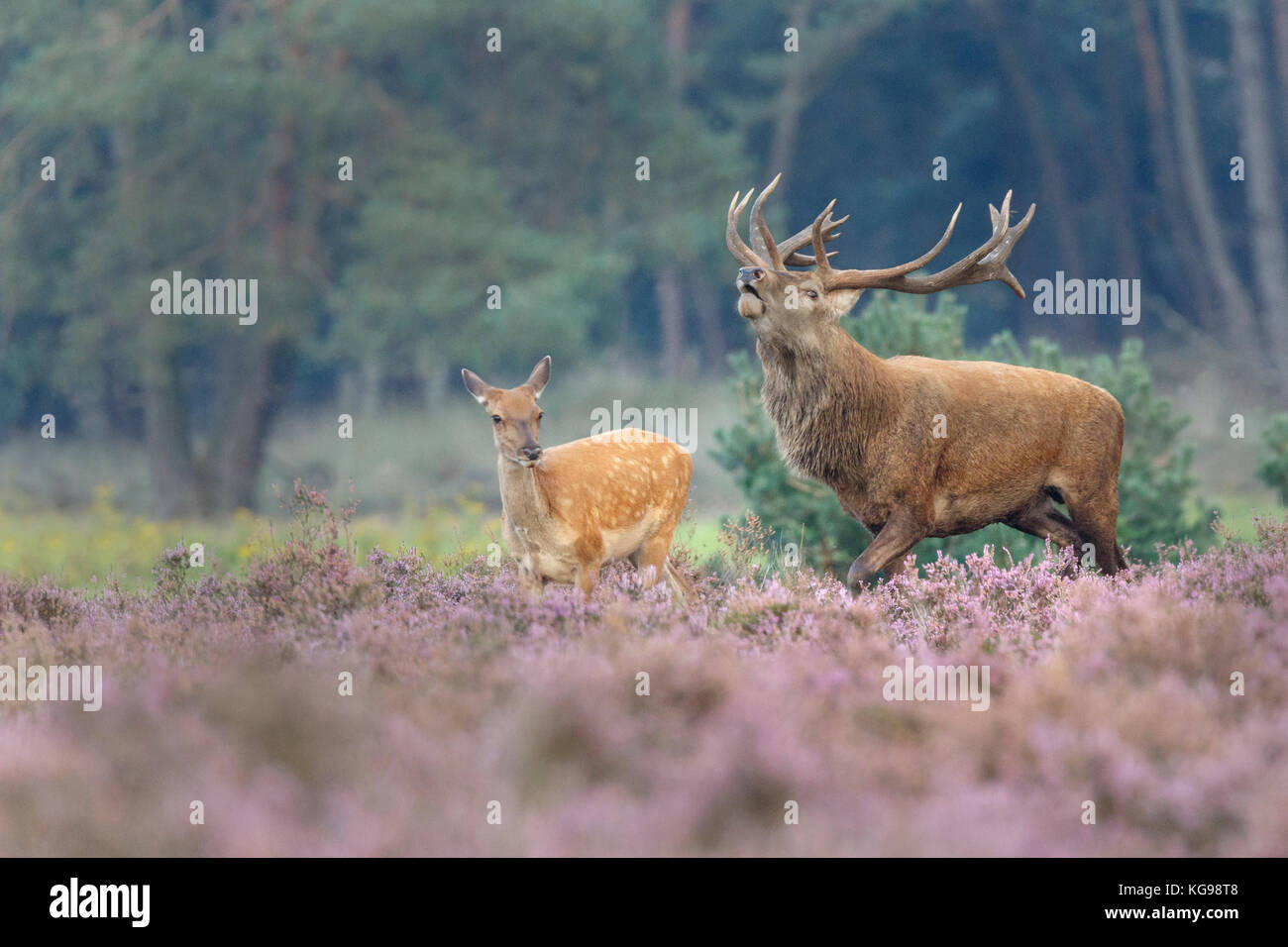 Red Deer (Cervus elaphus) Nationalpark Hoge Veluwe, Niederlande, Europa Stockfoto
