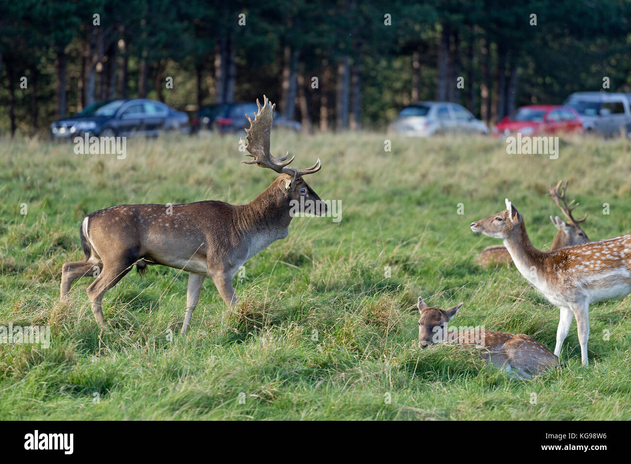 Damwild (Dama Dama) und Autos im Phoenix Park, Dublin, Irland Stockfoto